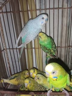 budgies