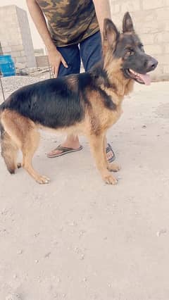 Two German Shepherd (1 big female & 1 small female)