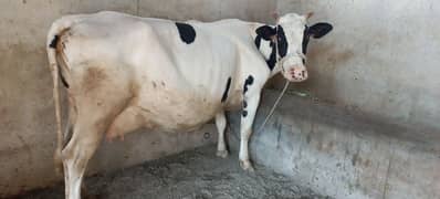 cow for sale