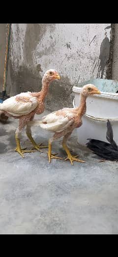 Aseel heera chicks