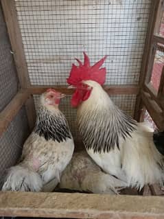 2 female 1 male light Sussec hens