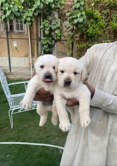 British Lab Pups/ Dogs for sale