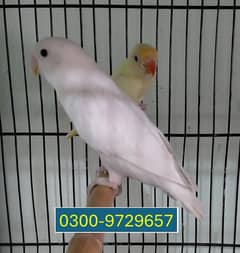 Lovebird Albino Balck Eye / Blue Pastel Ino