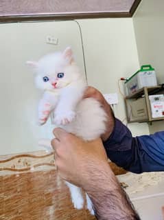 Persain 3 kittens for sell 50 days blue eyes location Peshawar
