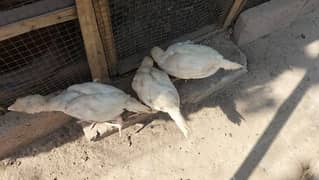 paper white Heera chicks