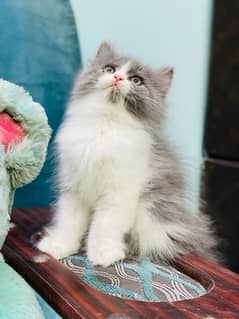Persian white Kittens Available Now