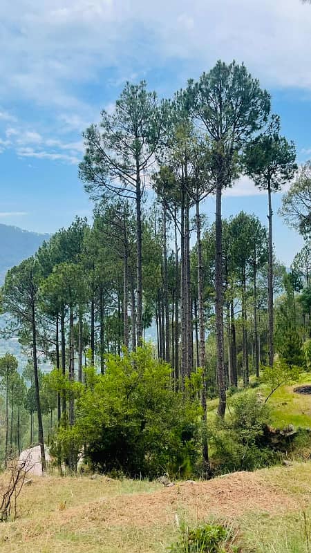 Residential plots in Murree near Mall Road 3