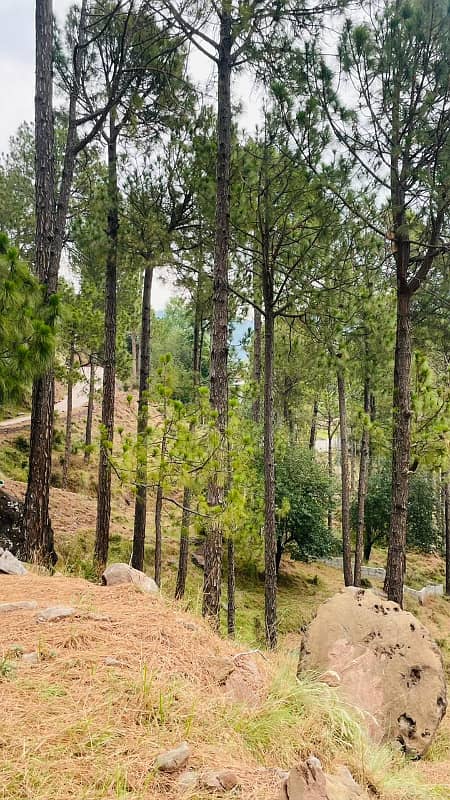 Residential plots in Murree near Mall Road 6