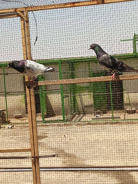 4 breeder pair for sale in Rawalpindi. 3