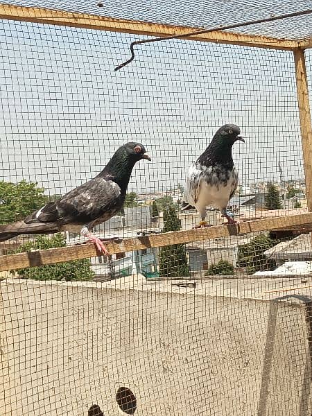 4 breeder pair for sale in Rawalpindi. 4