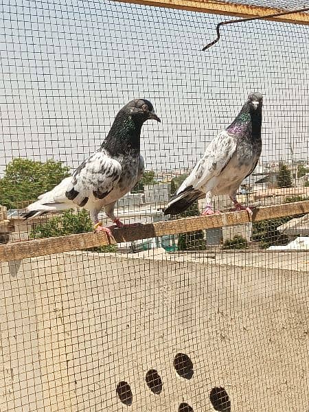 4 breeder pair for sale in Rawalpindi. 6