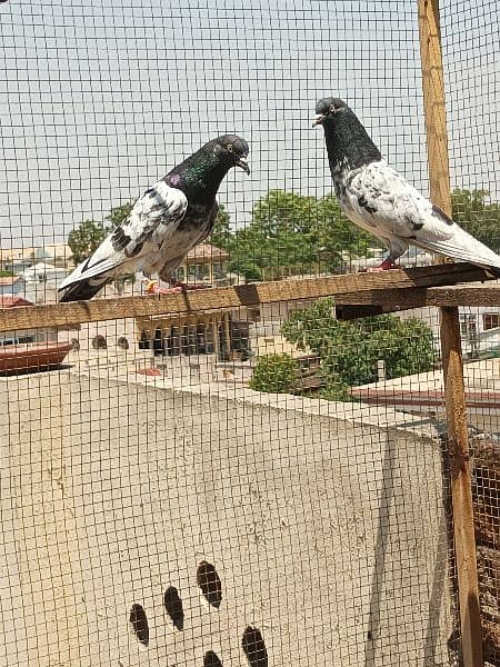 4 breeder pair for sale in Rawalpindi. 7