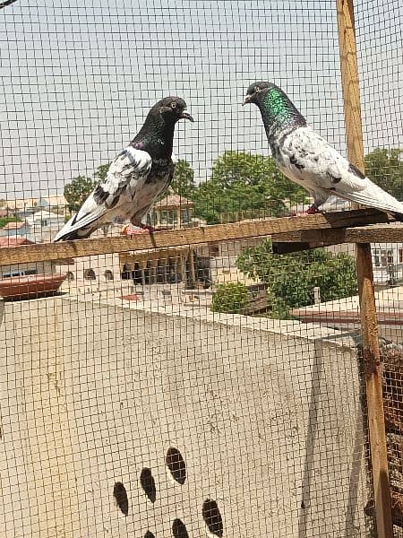 4 breeder pair for sale in Rawalpindi. 8