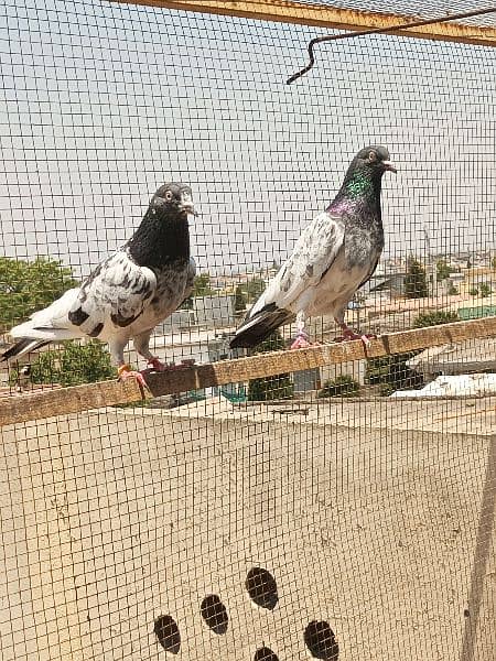 4 breeder pair for sale in Rawalpindi. 9