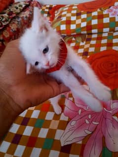 white cat baby
