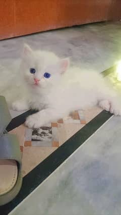 kitten sale 15 k price more details for whatsapp number 03215050219