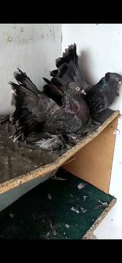 Indian fantail. lakky. breeder pair.