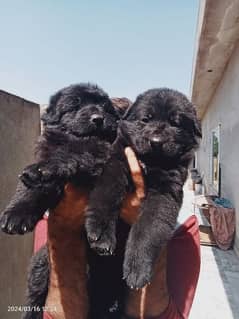 Black German shepherd puppies available for sale 0