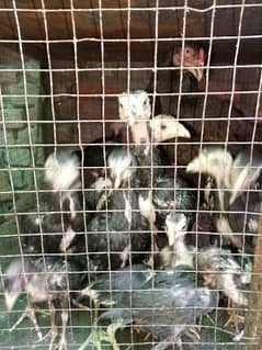 ASEEL CHICKS URGENT SALE