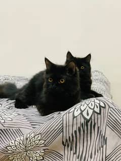 Persian cats double coat pair