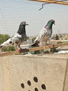 Teddy / Pigeons / kabootar / Breeder birds for sale