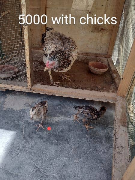 hens nd chicks 2