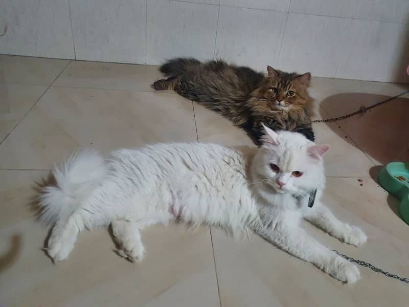 Breeding pair persian triple coat for sale 0