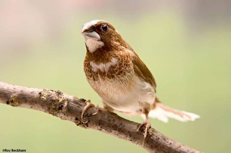 All type Finches 3