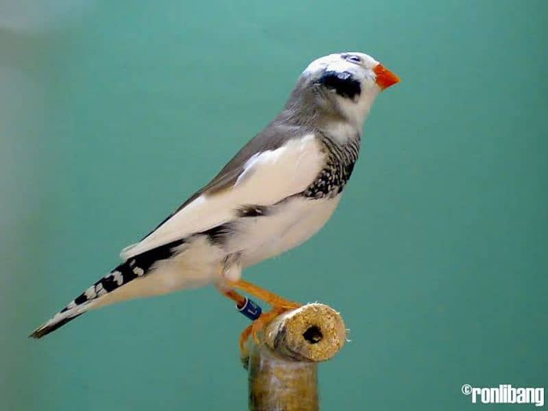 All type Finches 6