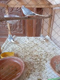 Diamond Dove Pair with egg and chick / cage