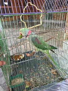 kashmiri raw parrots for sale full hand timed bol b ha 0