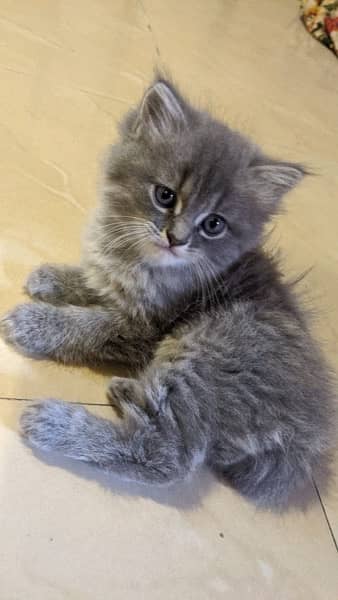 Triple  coat Persian Male Grey Color kittens Home breed 0