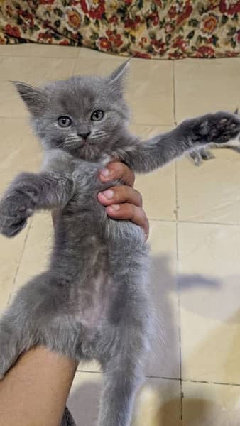 Triple  coat Persian Male Grey Color kittens Home breed 1