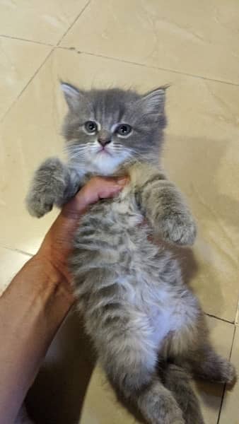 Triple  coat Persian Male Grey Color kittens Home breed 2