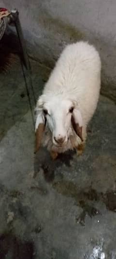 sheep (female) chahtri for Sale age 2.5 Month 0