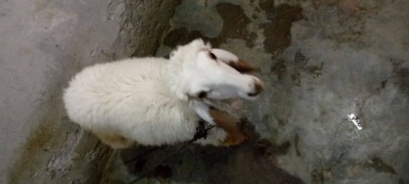 sheep (female) chahtri for Sale age 2.5 Month 3