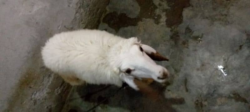 sheep (female) chahtri for Sale age 2.5 Month 4