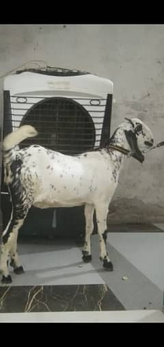 goat femal