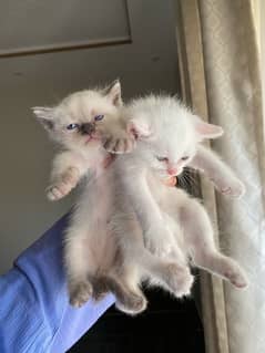 Kittens