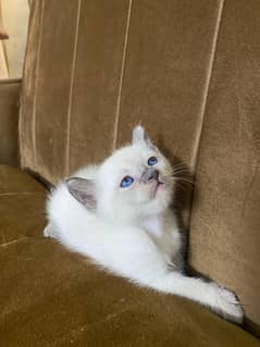 Kittens For Sale (Each)