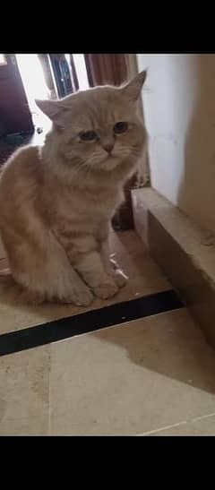 trained Persian cat male, video available