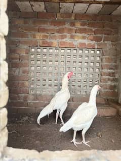 white Heera Aseel pair , aseel chicks , brahma chick & Brahma breeder