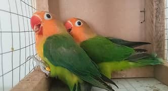 Green opline split birds
