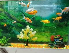 12 Fish with aquarium