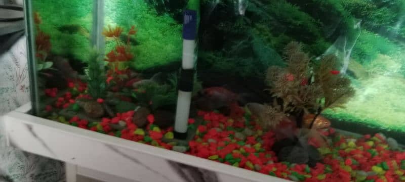 12 Fish with aquarium 2