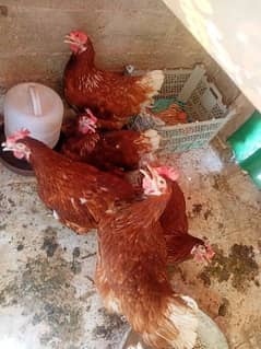6 Lohman Brown Hens for sale