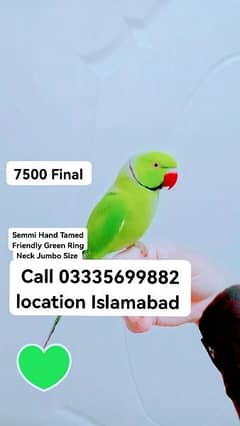 Male Parrot 7500 Final Friendly Semmi Hand Tamed Green Ring Neck