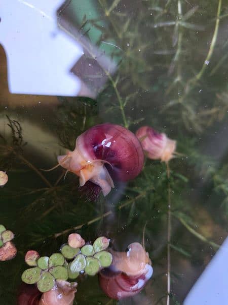 Mystery Snails, Ramshron, Shrimps 1