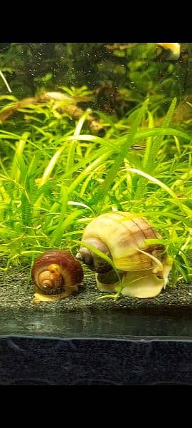 Mystery Snails, Ramshron, Shrimps 3