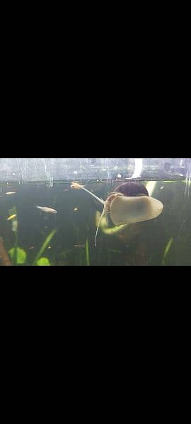 Mystery Snails, Ramshron, Shrimps 4